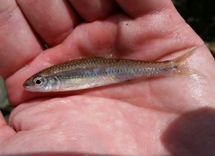 Notropis hypsilepis