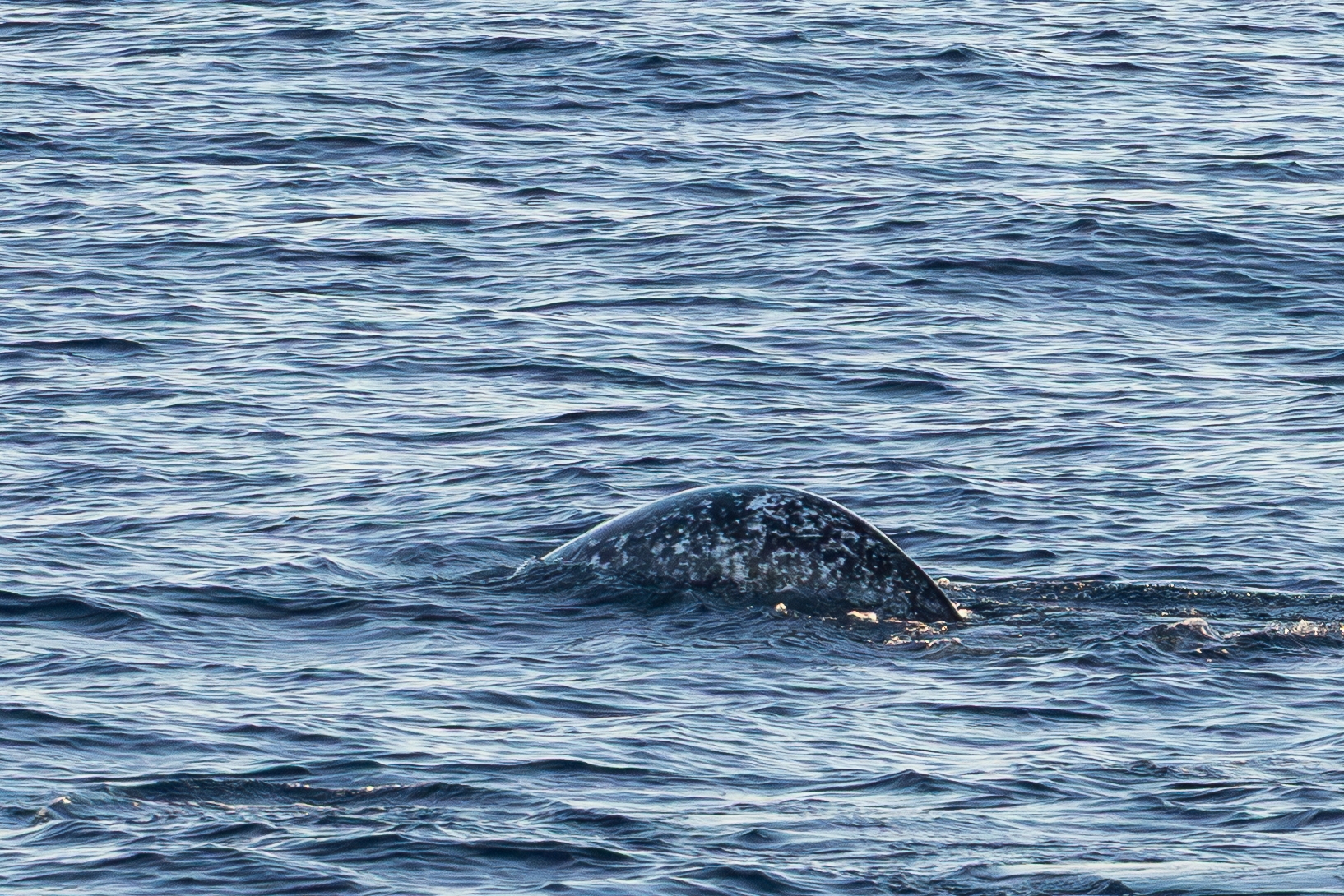 Monodon monoceros