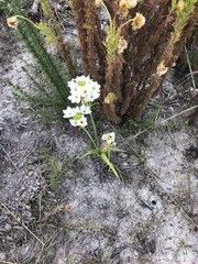 Ornithogalum dubium