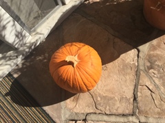 Cucurbita maxima maxima