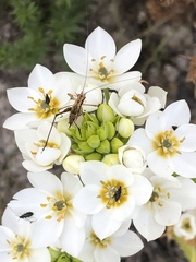 Ornithogalum dubium