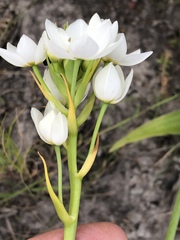 Ornithogalum dubium