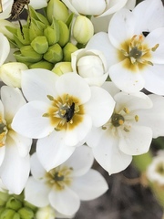 Ornithogalum dubium