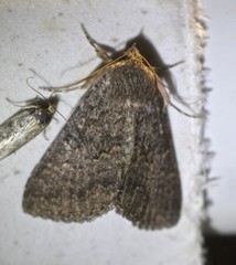 Eudesmeola lawsoni