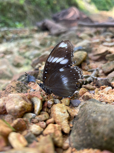 Great Eggfly