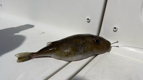 Blunthead puffer (Sphoeroides pachygaster) — Tetraodontidae — 2