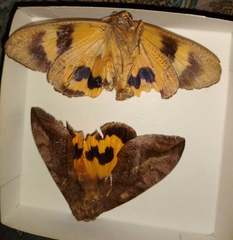 Eudocima serpentifera