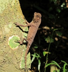 Lyriocephalus scutatus