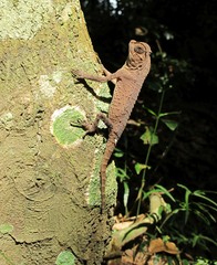 Lyriocephalus scutatus