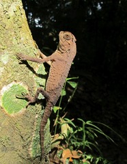 Lyriocephalus scutatus