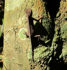 Lyriocephalus scutatus