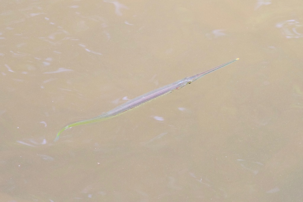 Freshwater needlefish (Potamorrhaphis guianensis) — Belonidae