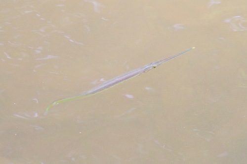 Freshwater needlefish (Potamorrhaphis guianensis) — Belonidae