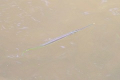 Needlefish photo 3