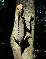 Lyriocephalus scutatus