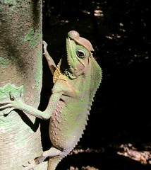 Lyriocephalus scutatus