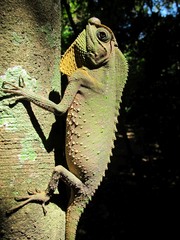 Lyriocephalus scutatus