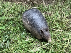 Dasypus novemcinctus image