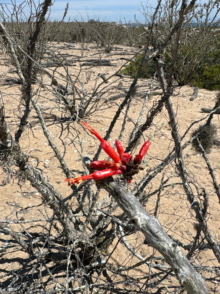 Adam's tree from Comondú, B.C.S., MX on March 21, 2025 at 02:04 PM by ...