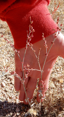 Eriogonum polycladon