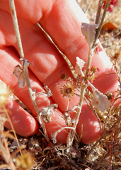 Eriogonum polycladon