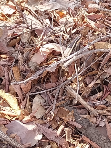 African Striped Skink