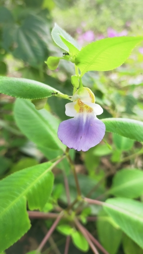 Impatiens chamchumroonii