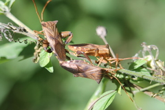 Melucha quadrivittis