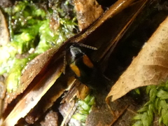 Tachinus subterraneus