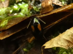 Tachinus subterraneus