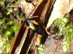 Tachinus subterraneus