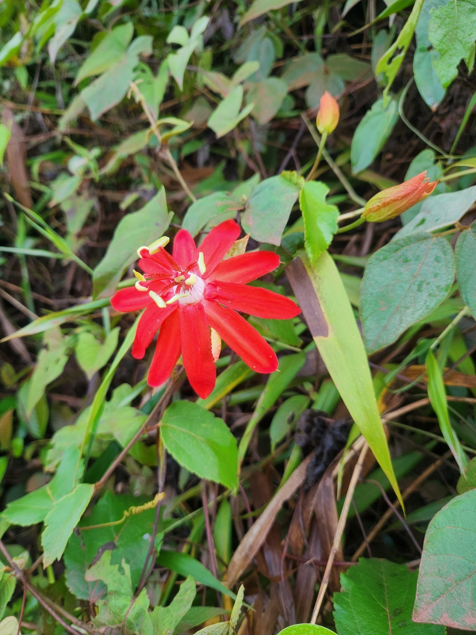 Passiflora coccinea