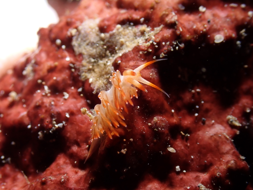 Sakuraeolis nungunoides (Sakuraeolis nungunoides)