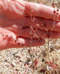 Eriogonum polycladon