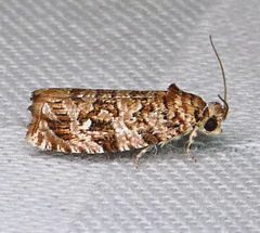 Phaecasiophora niveiguttana