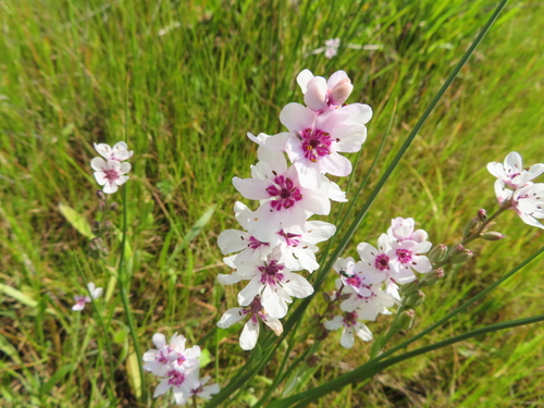Marsh Spikelily (Wurmbea stricta)