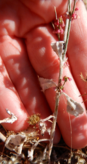 Eriogonum polycladon