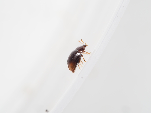 Stilbus testaceus
