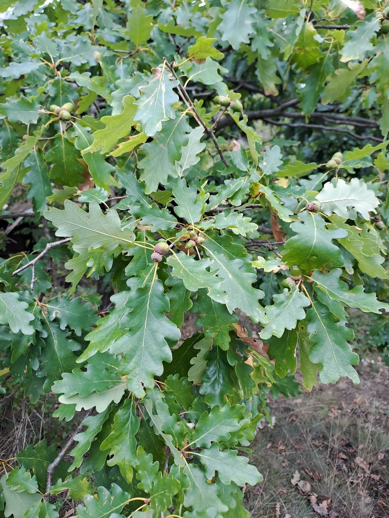 Quercus aurea