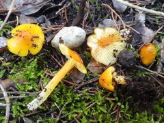 Hygrocybe