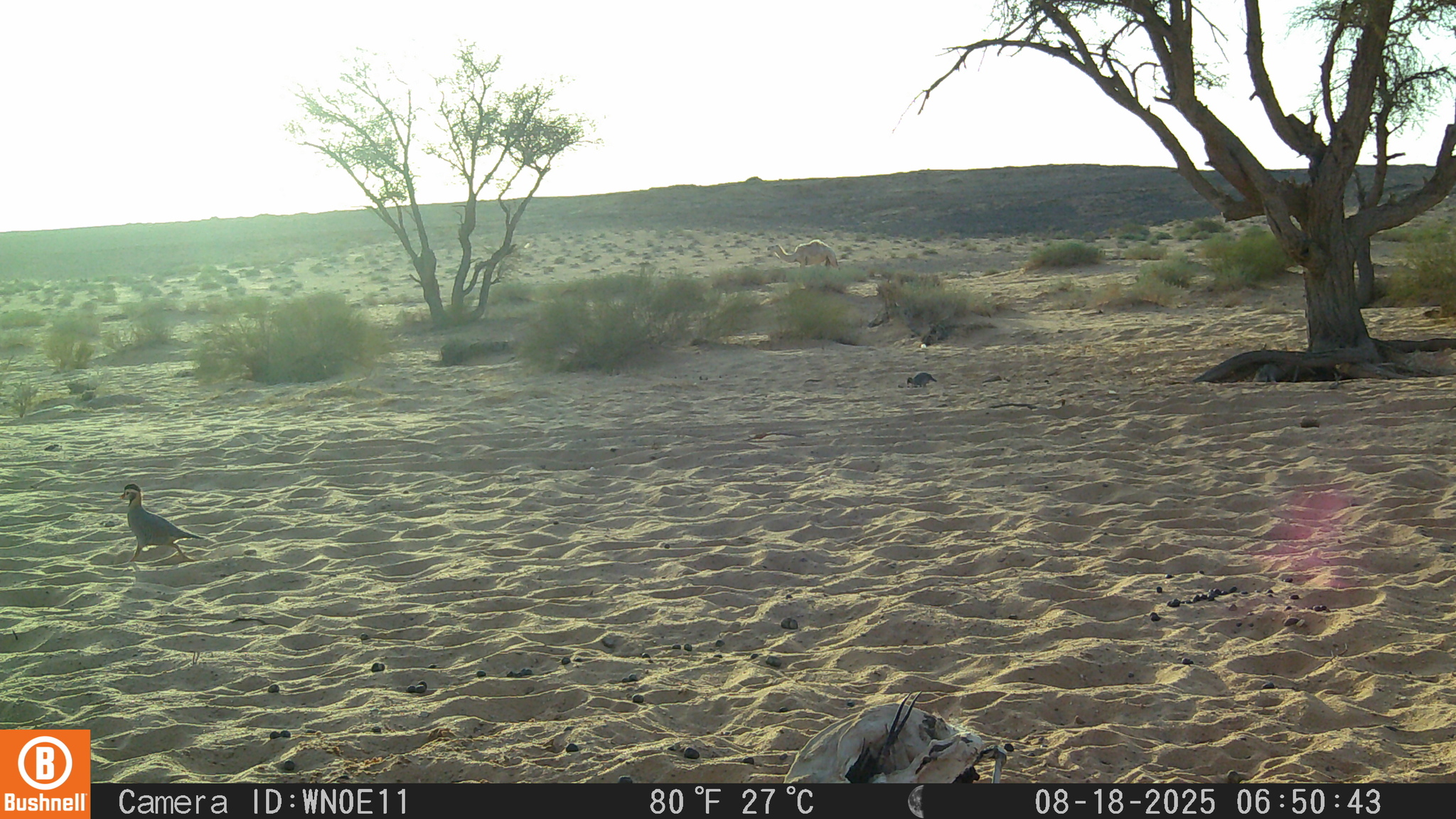 Arabian Partridge (Alectoris melanocephala), photo 10