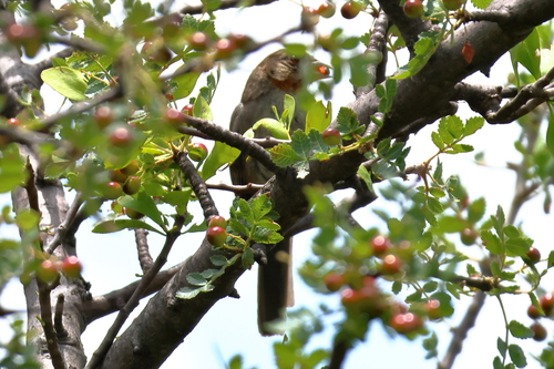 White-throated Towhee (Melozone albicollis), photo 5