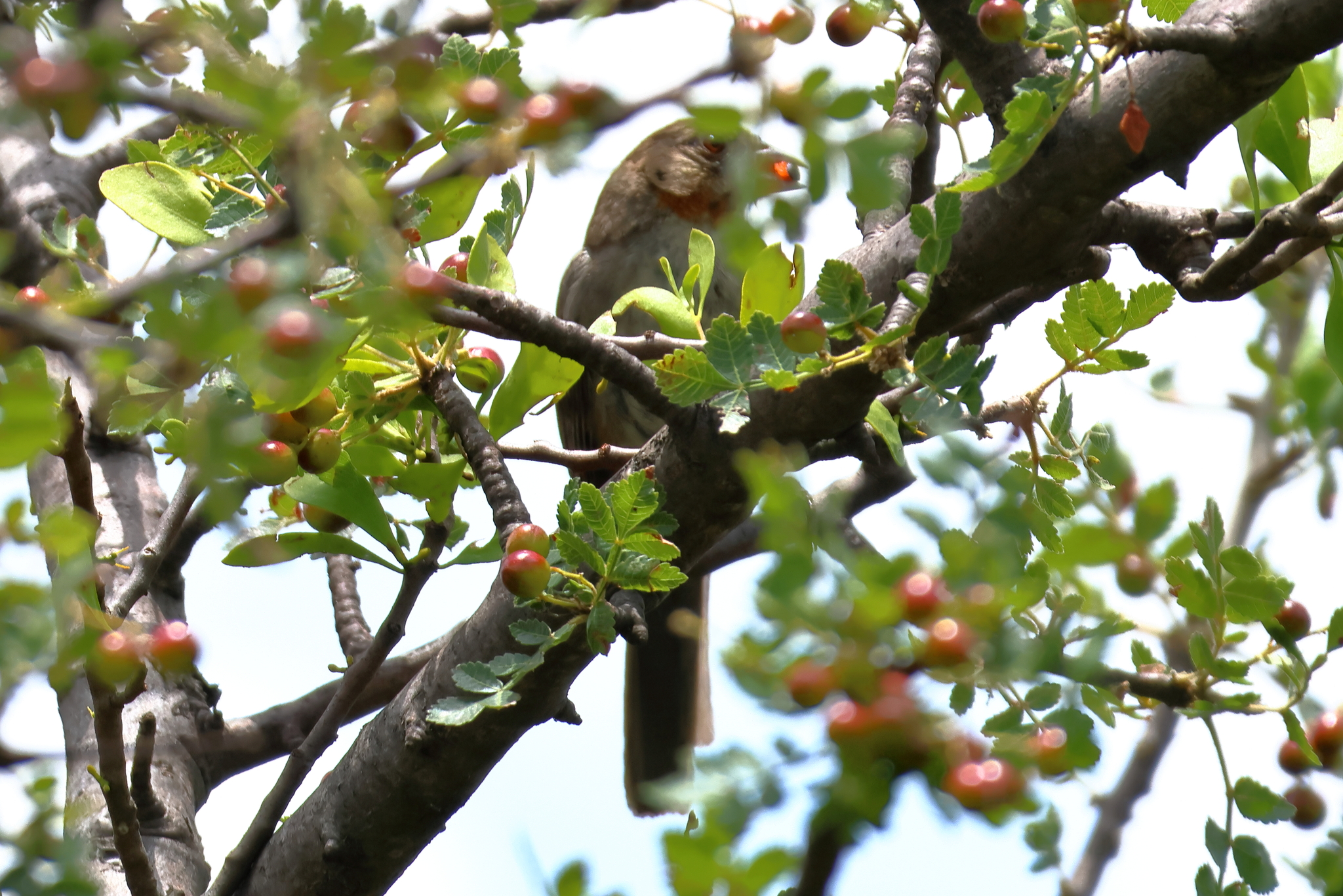 White-throated Towhee illustration