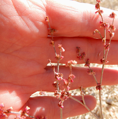Eriogonum polycladon