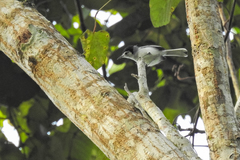 Polioptila bilineata