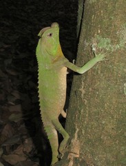 Lyriocephalus scutatus