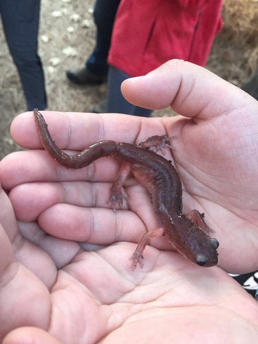 iNaturalist observation photo of Ensatina