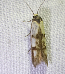 Atholosticta chalcoteucta