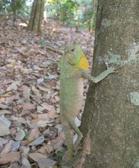 Lyriocephalus scutatus