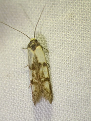 Atholosticta chalcoteucta